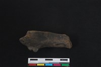 梅花鹿骨藏品圖，第1張