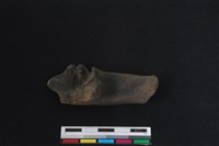 梅花鹿骨藏品圖，第2張