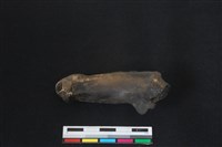 梅花鹿骨藏品圖，第1張