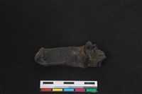 梅花鹿骨藏品圖，第2張