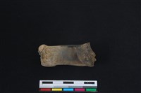 梅花鹿骨藏品圖，第2張