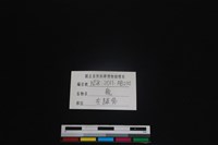 梅花鹿骨藏品圖，第3張