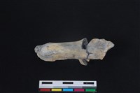 梅花鹿骨藏品圖，第1張