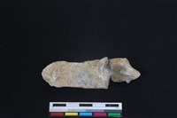 梅花鹿骨藏品圖，第2張