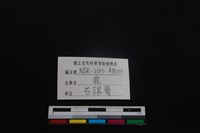 梅花鹿骨藏品圖，第3張