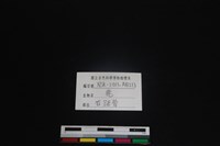 梅花鹿骨藏品圖，第3張