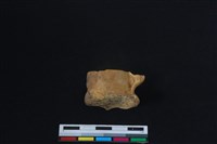 梅花鹿骨藏品圖，第1張