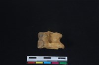 梅花鹿骨藏品圖，第2張