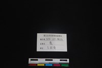 梅花鹿骨藏品圖，第3張