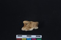 梅花鹿骨藏品圖，第1張