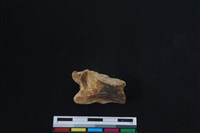 梅花鹿骨藏品圖，第2張