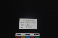 梅花鹿骨藏品圖，第3張