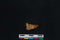 梅花鹿骨藏品圖，第1張