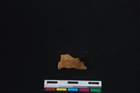 梅花鹿骨藏品圖，第2張