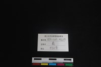 梅花鹿骨藏品圖，第3張