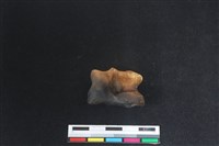 梅花鹿骨藏品圖，第1張