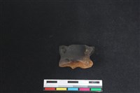 梅花鹿骨藏品圖，第2張