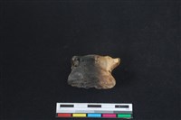 梅花鹿骨藏品圖，第1張