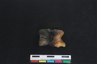 梅花鹿骨藏品圖，第2張