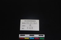 梅花鹿骨藏品圖，第3張