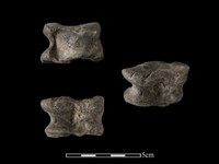 梅花鹿骨藏品圖，第1張