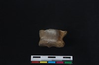 梅花鹿骨藏品圖，第1張