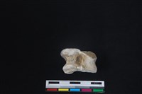 梅花鹿骨藏品圖，第1張