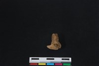 梅花鹿骨藏品圖，第2張