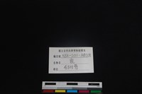 梅花鹿骨藏品圖，第3張