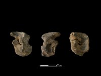 梅花鹿骨藏品圖，第1張