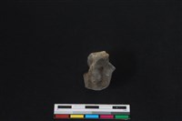 梅花鹿骨藏品圖，第1張