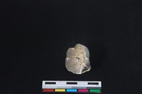 梅花鹿骨藏品圖，第3張