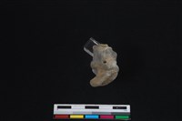 梅花鹿骨藏品圖，第2張