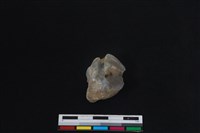 梅花鹿骨藏品圖，第3張