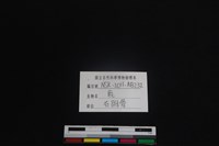 梅花鹿骨藏品圖，第4張