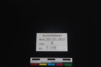 梅花鹿骨藏品圖，第4張