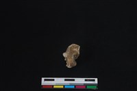 梅花鹿骨藏品圖，第1張