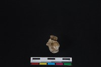 梅花鹿骨藏品圖，第2張