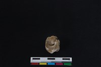 梅花鹿骨藏品圖，第3張