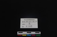 梅花鹿骨藏品圖，第4張