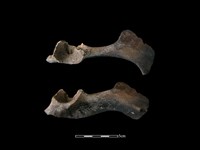 梅花鹿骨藏品圖，第1張