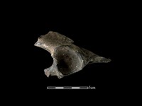 梅花鹿骨藏品圖，第2張