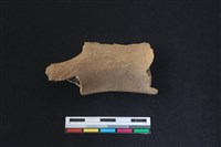 梅花鹿骨藏品圖，第1張