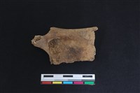 梅花鹿骨藏品圖，第2張