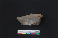 梅花鹿骨藏品圖，第1張