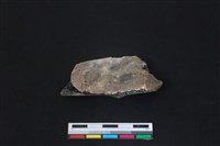 梅花鹿骨藏品圖，第2張