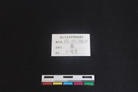 梅花鹿骨藏品圖，第3張