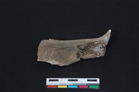 梅花鹿骨藏品圖，第1張