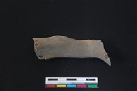 梅花鹿骨藏品圖，第2張