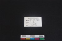 梅花鹿骨藏品圖，第3張